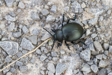 Marco image of an insect