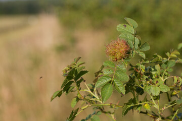 Marco image of an insect