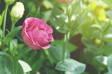 Blooming Purple Lisianthus Flower in the Garden