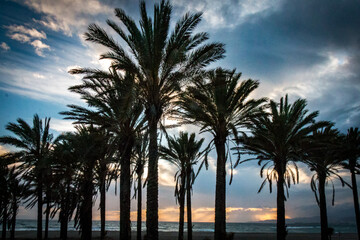 Fototapeta na wymiar palm trees at sunset, spain