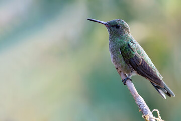 Naklejka premium Scaly-breasted Hummingbird, Phaeochroa cuvierii
