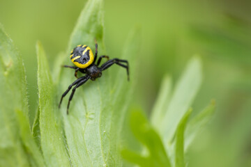 Marco image of an insect