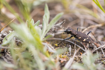 Marco image of an insect