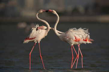 Obraz premium Greater Flamingos territory fight while feeding at Eker creek, Bahrain