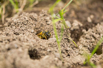 Marco image of an insect
