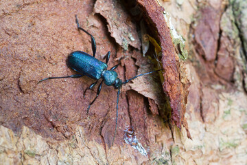 Marco image of an insect