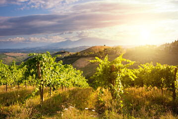Naklejka premium Panoramic view to vineyard on hills, winery and wine making