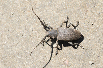 Marco image of an insect