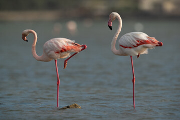 A pair of  Greater Flamingos preening and resting at Eker creek in the morning, Bahrain