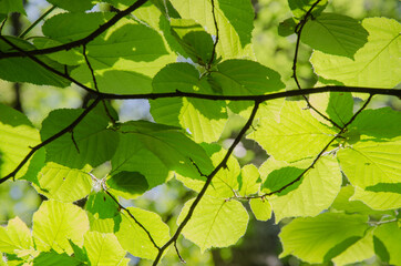 Fototapeta na wymiar Green leaves of hazelnut in sunlight, summer