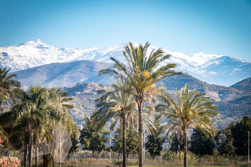 Fototapeta na wymiar palm trees and snowy mountains in background, sierra nevada, spain