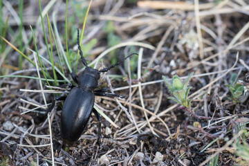 Marco image of an insect