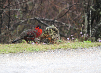 Satyr Tragopan, Tragopan satyra