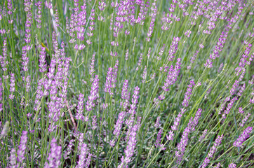 Fototapeta na wymiar Close up of lavender flowers on lavender farm