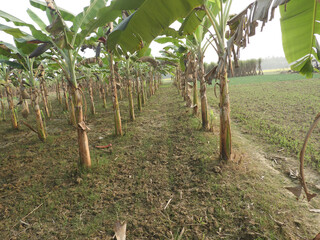 Banana tree garden is growing up in the field.