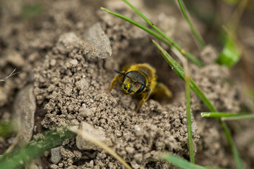 Marco image of an insect