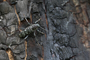 Marco image of an insect