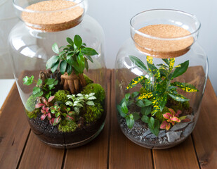 Small decoration plants in a glass bottle, garden terrarium bottle,  forest in a jar. Terrarium jar...