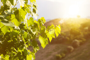 Vine branches growing in vineyard on sunlight