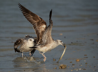 Lesser Black-backed Gull with a fish at Busaiteen coast, Bahrain