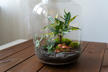 Small decoration plants in a glass bottle, garden terrarium bottle,  forest in a jar. Terrarium jar with piece of forest with self ecosystem. Save the earth concept. Bonsai, set of terrariums, jars