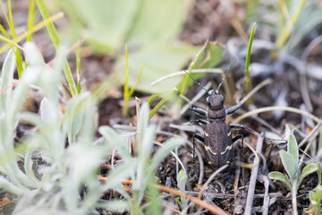 Marco image of an insect