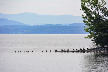 Group of bustards resting in a bay in the heart of Lake Champlain