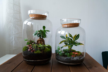 Small decoration plants in a glass bottle, garden terrarium bottle,  forest in a jar. Terrarium jar with piece of forest with self ecosystem. Save the earth concept. Bonsai, set of terrariums, jars