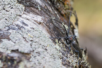 Marco image of an insect