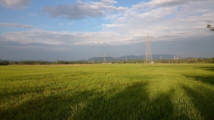 Fototapeta na wymiar Scenic view of green Paddy field in Kerala