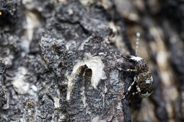 Marco image of an insect