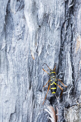 Marco image of an insect