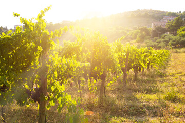 Panoramic view to vineyard on hills, winery and wine making