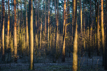 Spruce forest and sunlight in the evening