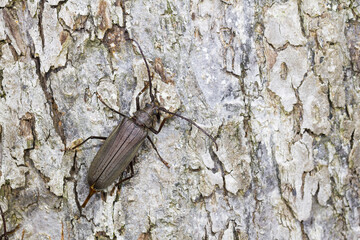 Marco image of an insect