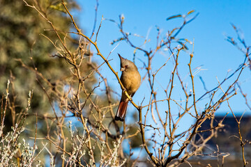 Pyrrhuloxia or Desert Cardinal (Cardinalis sinuatus) Female Perched