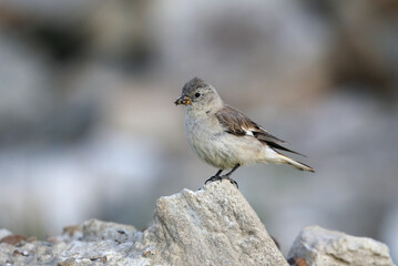 Black-winged Snowfinch, Montifringilla adamsi