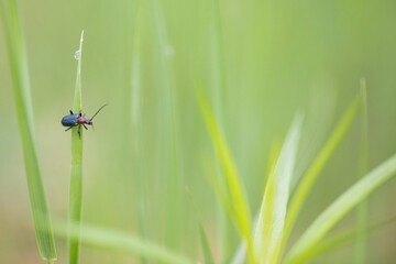 Marco image of an insect