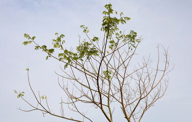 branches against blue sky