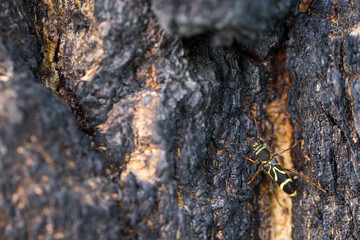 Marco image of an insect