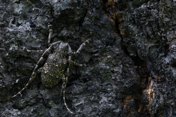 Marco image of an insect