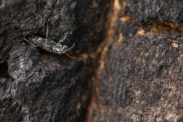 Marco image of an insect