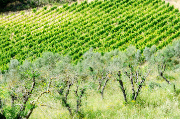 Olive trees and grape field in Italy, Tuscany. Agriculture