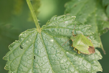 Marco image of an insect