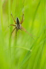 Marco image of an insect