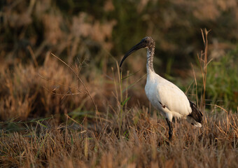 Portrait of a African Sacred Ibis at Asker marsh, Bahrain