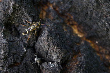 Marco image of an insect