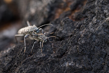 Marco image of an insect