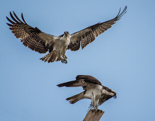 Two ospreys at a man made nest. One in flight and one on a perch. 