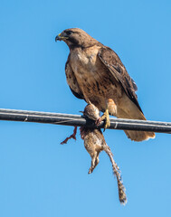Red Tailed hawk with a ground squirrel perched on a power line. 